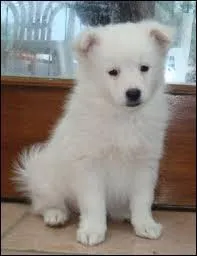 Quelle est la race de ce chien ?