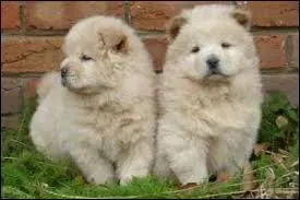 Quelle est sa race ?