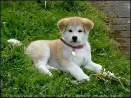 Quelle est sa race ?