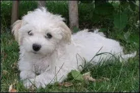 Quelle est la race de ce petit chien blanc ?