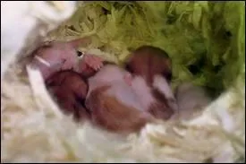 Quel est le bb de cet animal ?