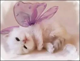 Quel est le bb de cet animal ?