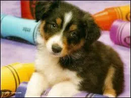 Quel est le bb de cet animal ?