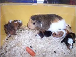 Quel est le bb de cet animal ?