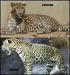 Le lopard et le gupard peuvent-ils s'accoupler ?