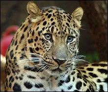 Le lopard pse entre :