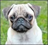 On passe aux plus petits, quel est ce chien ?