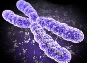 Quiz Les anomalies chromosomiques