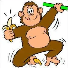 Quel est ce primate ?