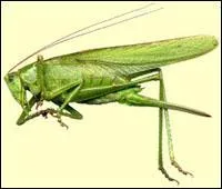 Quel est cet insecte ?