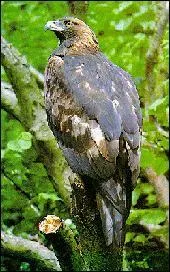 Quel est cet oiseau ?