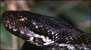 Quelle est cette bte ?