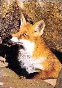 Quel est cet animal ?