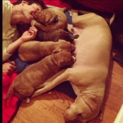 Comment s'appelle le labrador qu'il a adopt avec Nina Dobrev ?