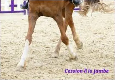 Qu'est-ce qu'un cheval entablé ?