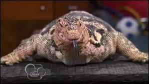 Quel est cet animal peu commun ?