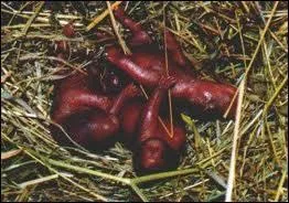 Et celui de ceux-l ?