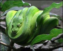 Quiz Serpents