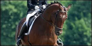 Qu'est-ce qu'un air en dressage ?