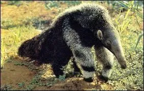 Comment se nomme ce fourmilier ?