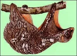 Quel est le nom de ce mammifre capable de planer sur plus de 100 mtres ?