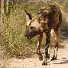 Comment se nomme ce redoutable prdateur rpandu dans la savane africaine ?