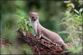 Comment se nomme cet animal trs agile, qui mesure entre 20 et 35 cm de long ?