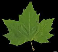 Le mot  feuille  est du genre :