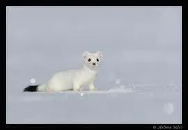 Le mot  hermine  est du genre :