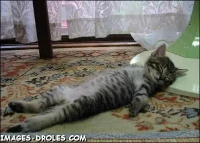 Regardez ce chat, crev  cause du dcalage horaire ! La France est le pays qui couvre le plus de fuseaux horaires :