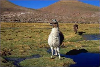 Un lama marche sur l'eau ! 3 millions de lacs, c'est le nombre de lacs situs au ________.