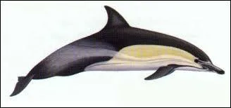 Comment s'appelle cet animal qui peut mesurer jusqu' 2, 60 m et qui se nourrit principalement de poissons et de cphalopodes ?