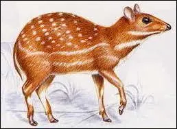 Comment s'appelle cet animal qui mesure 70  85 cm ?