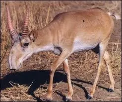 Quel est nom de cet animal mesurant entre 1, 10 m et 1, 50 m et vivant en Asie centrale ?