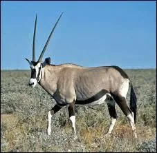 Le nom de cet animal en langage scientifique est : Oryx leucoryx (une petit aide).
