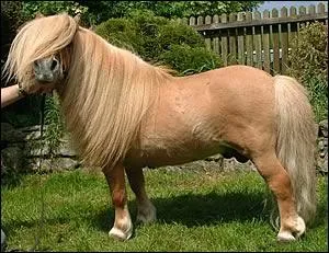 Quelle est la robe de ce poney ? (robe simple)