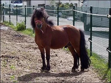 Quelle est la robe de ce poney ? (robe compose)