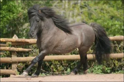 Quelle est la robe de ce poney ? (robe compose)