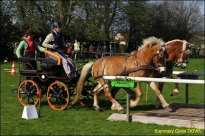 Quelle discipline est reprsente sur cette photographie ? (deux rponses  cocher)
