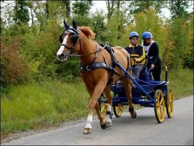 Quelle discipline est reprsente sur cette photographie ? (cette discipline est une preuve  vitesse impose en terrains varis)