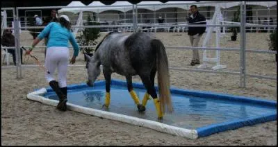 Quelle discipline est reprsente sur cette photographie ? (cette discipline permet au cavalier de montrer sa complicit avec son cheval ou son poney)