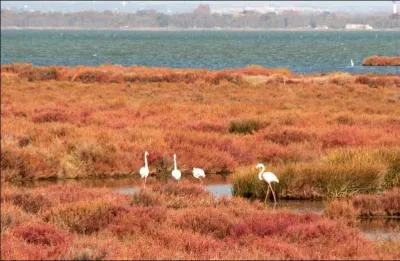 Commençons notre périple en Camargue pour déguster un ragoût d'anguilles, cuit dans du vin rouge avec de l'ail, un morceau d'écorce d'orange séché, bouquet garni, morceau de piment rouge, sel, poivre et huile d'olive, comment s'appelle ce plat ?