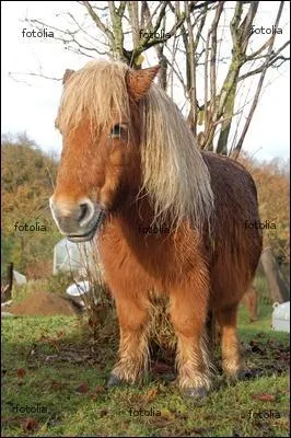 Quelle est la taille maximum d'un falabella ?