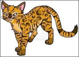 Chatte au poil dor tachet de noir :