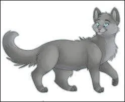 Chat gris efflanqu :