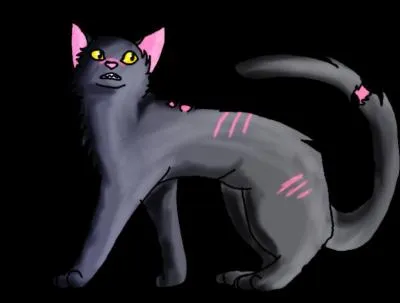 Femelle grise et mince  la fourrure pele et au museau couvert de cicatrices :