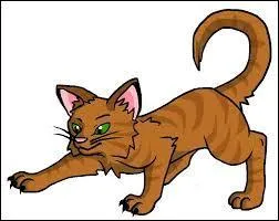 Matou tachet au poil brun dor :