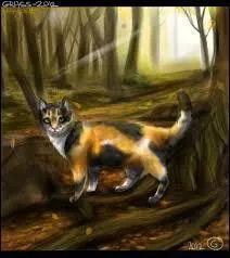 Chatte caille de tortue, aux yeux verts :