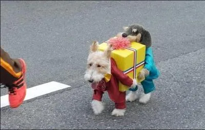 Combien y a-t-il de chiens vivants sur cette photo ?