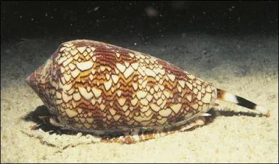 Vrai ou faux. Certaines espces de coquillages contiennent un venin qui vous paralyse instantanment.